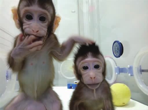 世界首例体细胞克隆猴在中国诞生 将极大促进人类脑疾病药物研究